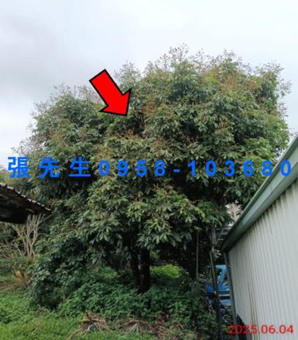 嘉義竹崎拍賣倉庫_一樓_平房-6