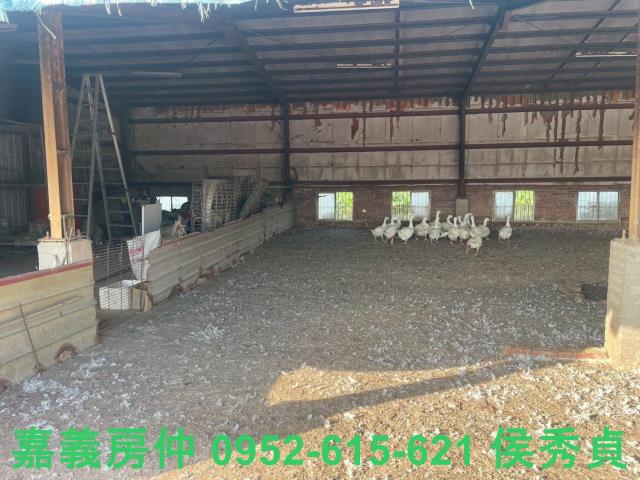 嘉義六腳牧場-9