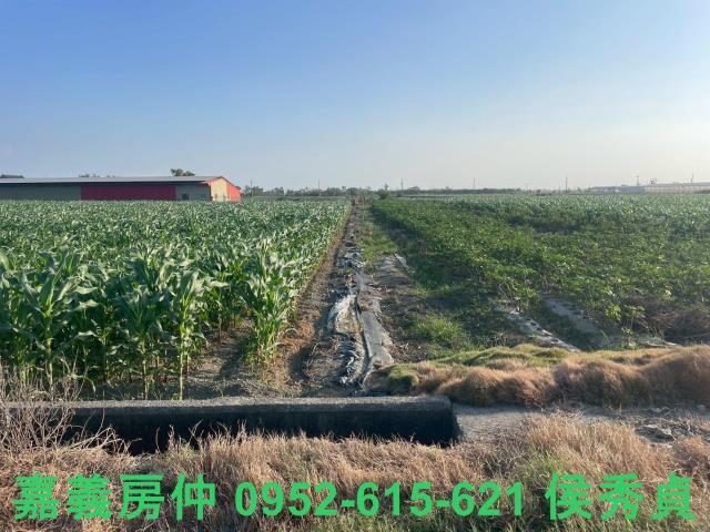 嘉義六腳牧場-12