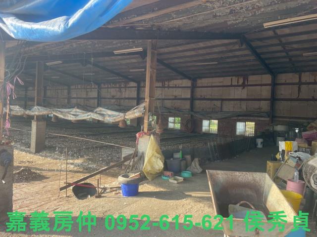 嘉義六腳牧場-3