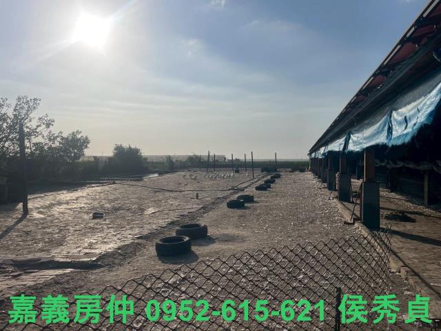 嘉義六腳牧場-4