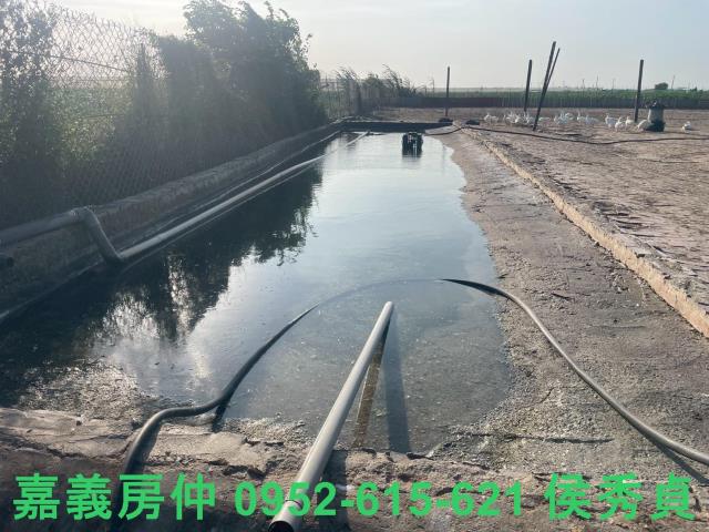 嘉義六腳牧場-6