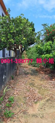 通霄拍賣透天-6