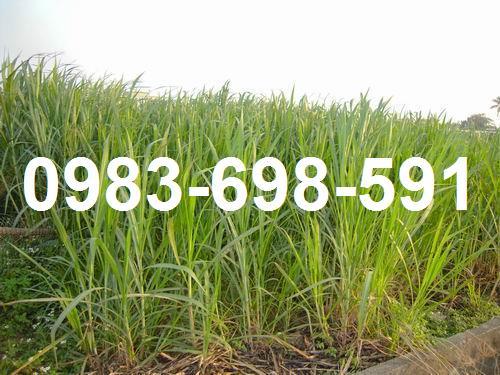 高雄廠房-1