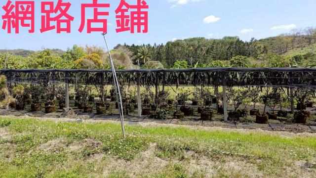 玉井透天-3