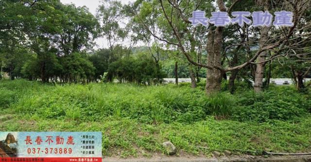 苗栗獅潭林地-0