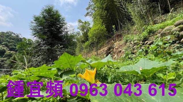 新竹農地_山坡地_林地-15
