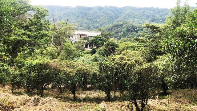 新竹關西農地-4
