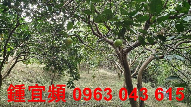 新竹芎林農地_山坡地-11