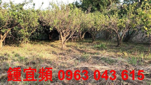 新竹芎林農地_山坡地-6