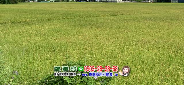 桃園大園農地-2