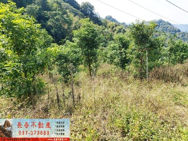 苗栗公館農地-10