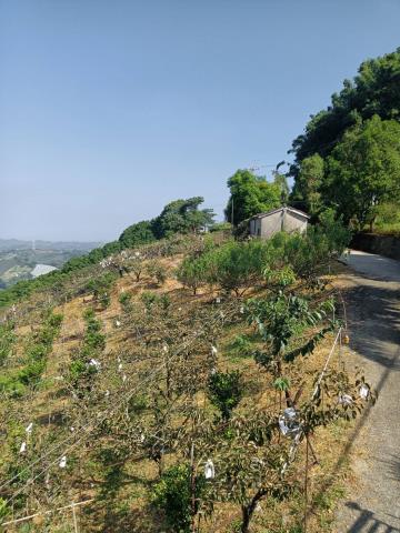 東勢山坡地-5