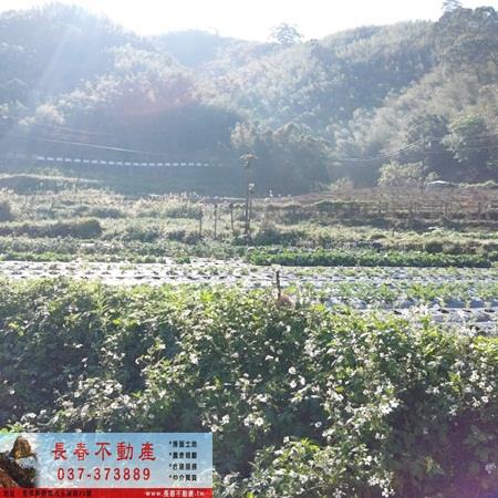 獅潭農地-2