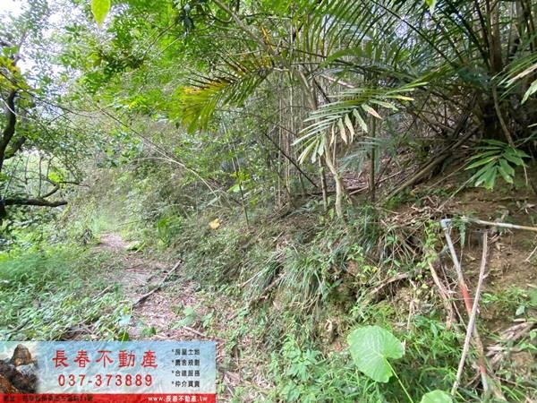 苗栗卓蘭山坡地_休閒地-3