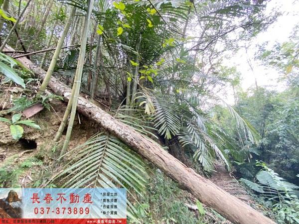 苗栗卓蘭山坡地_休閒地-5
