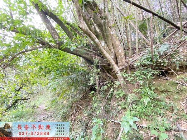 苗栗卓蘭山坡地_休閒地-6