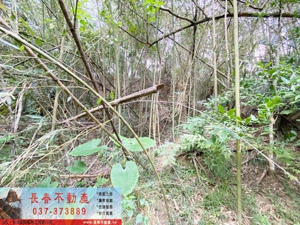 苗栗卓蘭山坡地_休閒地-7