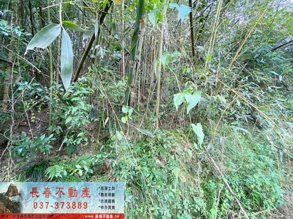 苗栗卓蘭山坡地_休閒地-8