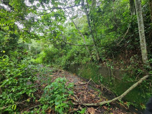 南投水里農地_山坡地-4