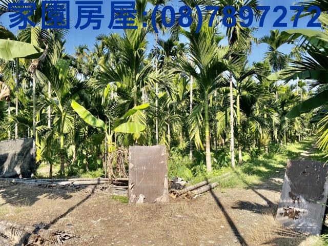 萬巒農地-4