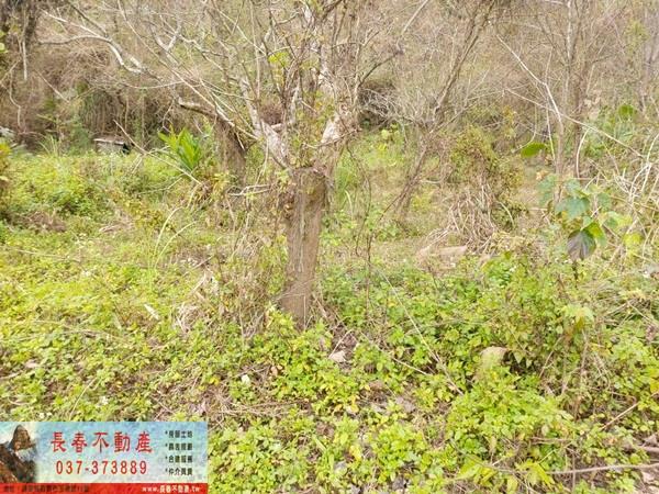 公館農地_山坡地-2