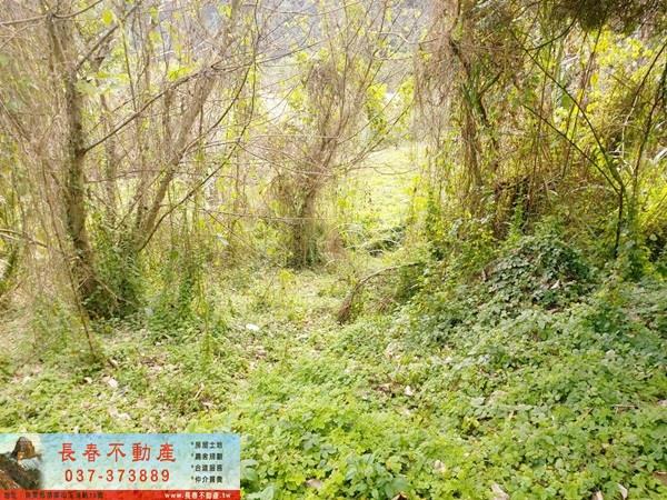 公館農地_山坡地-5
