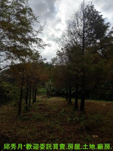 新北淡水農地-6