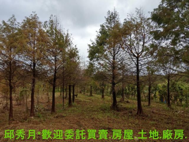 新北淡水農地-7