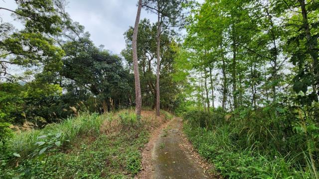 北埔農地-15