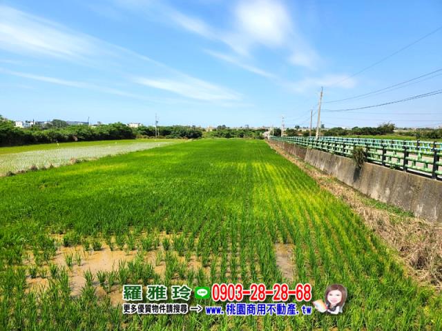 觀音農地-12