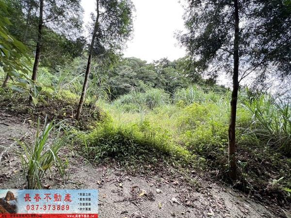 苗栗農地-7