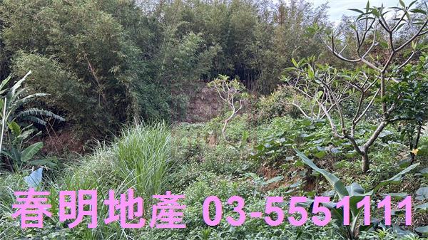 新竹香山農地_林地-8