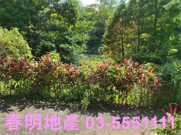 新竹竹東農地_林地-11
