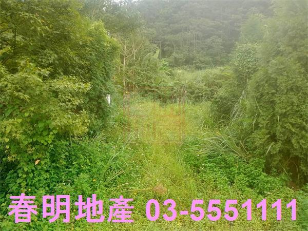 新竹橫山山坡地-8
