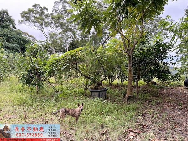 苗栗公館農地_山坡地-5