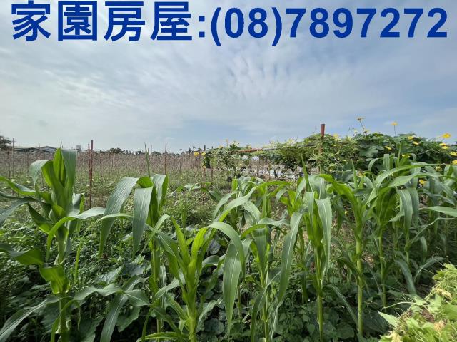 屏東潮州農地_休閒地-4