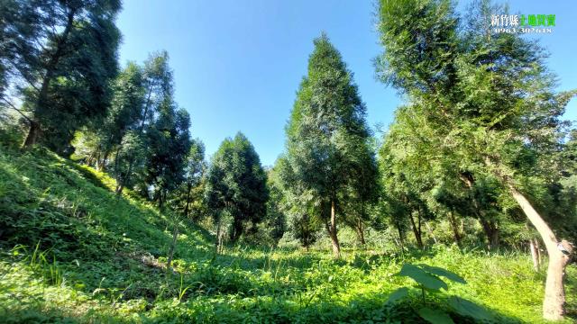 北埔農地_山坡地_林地-11
