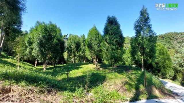 北埔農地_山坡地_林地-4