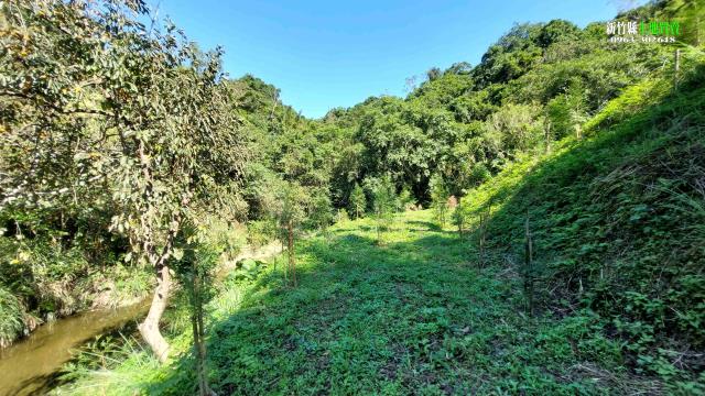 北埔農地_山坡地_林地-9