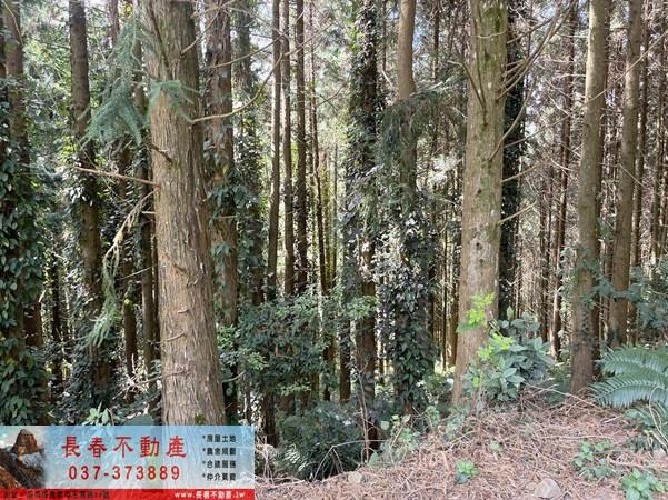 苗栗大湖農地_山坡地_休閒地-10