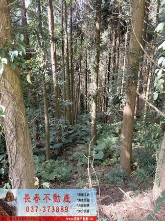 苗栗大湖農地_山坡地_休閒地-5