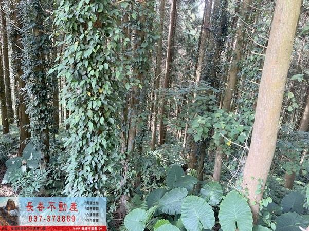 苗栗大湖農地_山坡地_休閒地-6