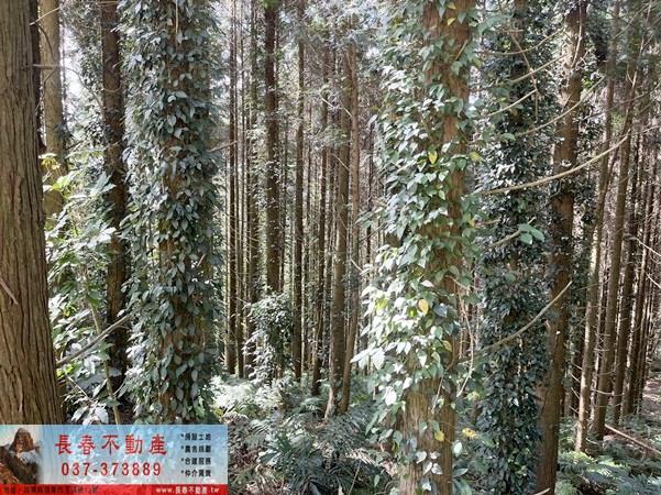 苗栗大湖農地_山坡地_休閒地-7
