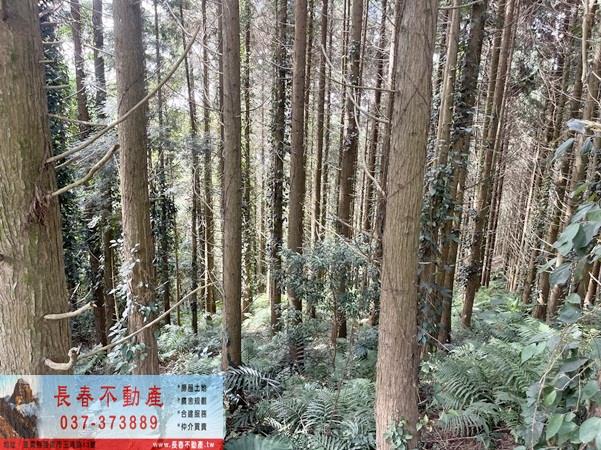 苗栗大湖農地_山坡地_休閒地-8