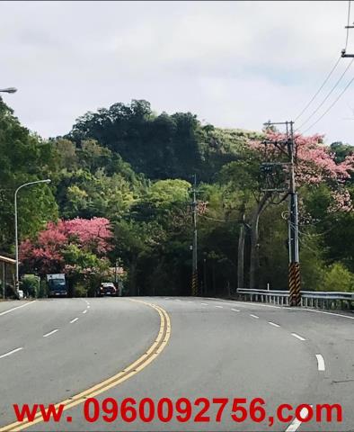 大湖農地-2