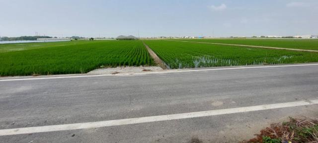 新港農地