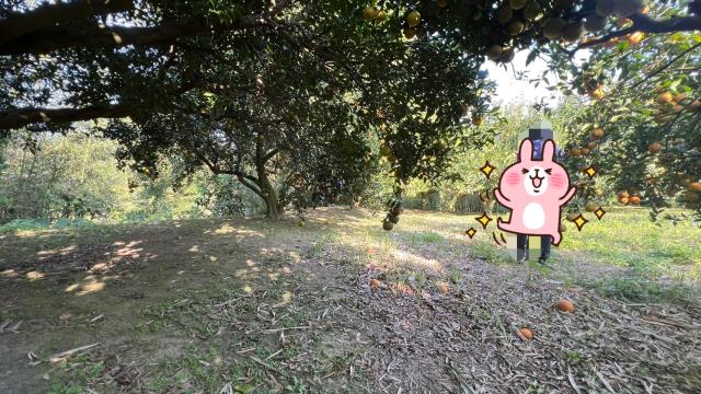 新竹北埔農地_山坡地-9