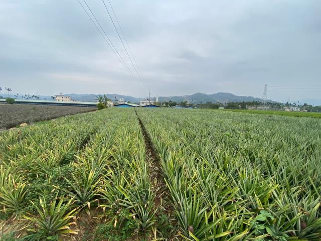 南投名間農地_休閒地-2