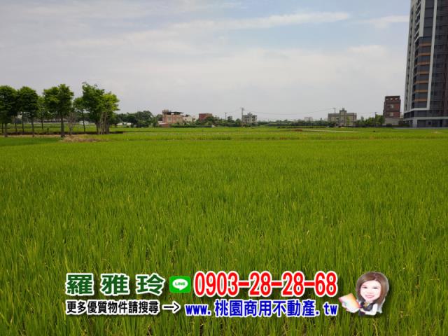 桃園中壢農地-5